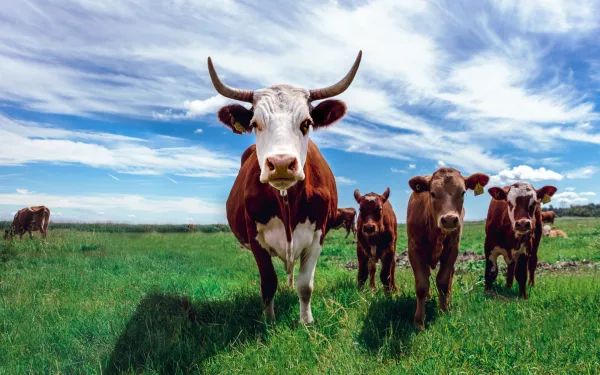В Кабардино-Балкарии в январе текущего года удалось нарастить производство продукции животноводства