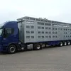 перевозка животных скотовозоми в Калуге